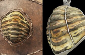 This Ancient Roman Artifact Is Also a 453 Million-Year-Old Fossil