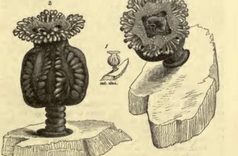 Tourist Spots ‘Extinct’ Jellyfish Not Seen in 50 Years