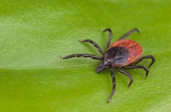 Travelers Are Unknowingly Smuggling Invasive Ticks Into the U.S.