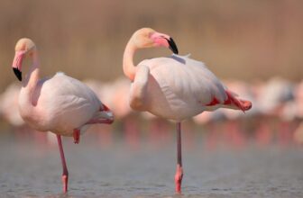 Flamingoes Can Slow Down Aging—But Only If They Embrace This Lifestyle