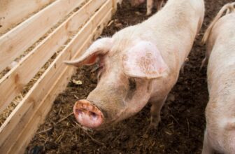In a First, a Human Breathed Using an Implanted Pig Lung