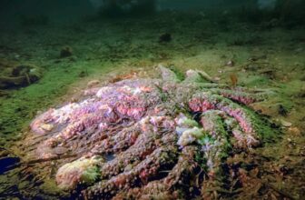 A Mystery Killer Wiped Out Billions of Sea Stars. Biologists Just Solved the Case.