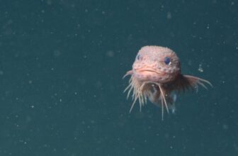 These Newly Discovered Deep-Sea Snailfish Just Became Our Latest Obsession