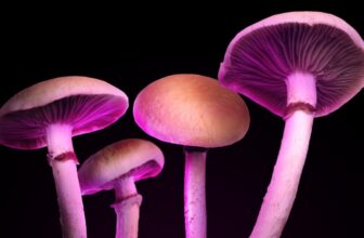 Some Magic Mushroom Edibles Have Zero Psilocybin—Just Junk That Still Gets You High