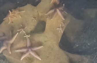 Sunken World War II Debris Has Become Surprisingly Useful for Sea Creatures