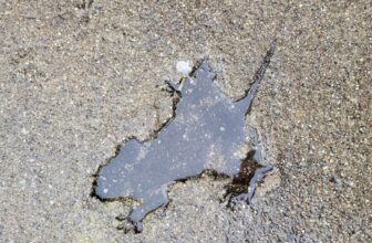 Chicago’s Famous Rat-Shaped Hole Is Actually a Squirrel