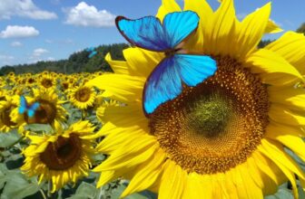 Bluesky Will Test a ‘Dislike’ Option. It Could Help Fix a Huge Problem