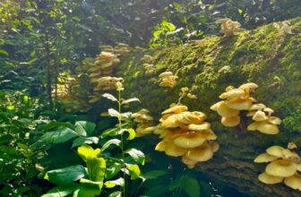 A Popular Gourmet Mushroom Is Escaping Gardens and Invading US Forests